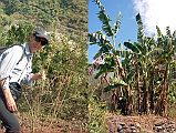 505 Jerome Ryan With Marijuana Plant And Banana Plant Near Tatopani As Jerome Ryan approached Tatopani I could see marijuana plants and banana trees growing wild by the side of the trail.